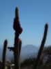 Fleur de cactus B.JPG